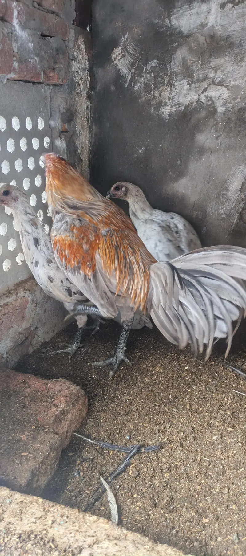Blue Dragon, Paper White Thai and Paper White Shamo for sell in Lahore — photo 3