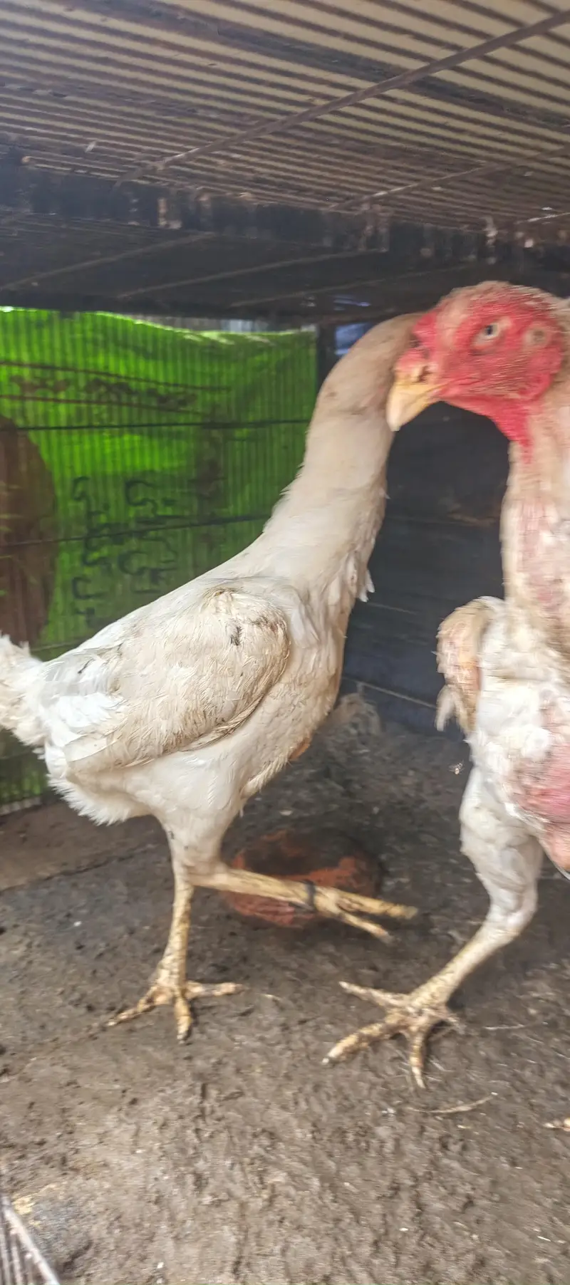 Blue Dragon, Paper White Thai and Paper White Shamo for sell in Lahore — photo 7