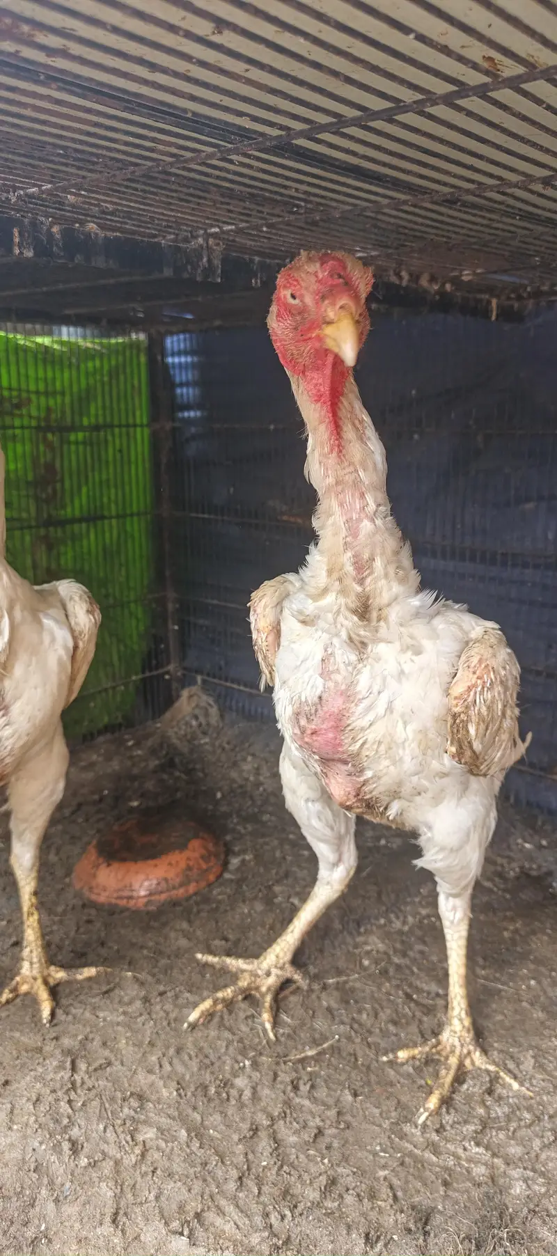 Blue Dragon, Paper White Thai and Paper White Shamo for sell in Lahore — photo 8