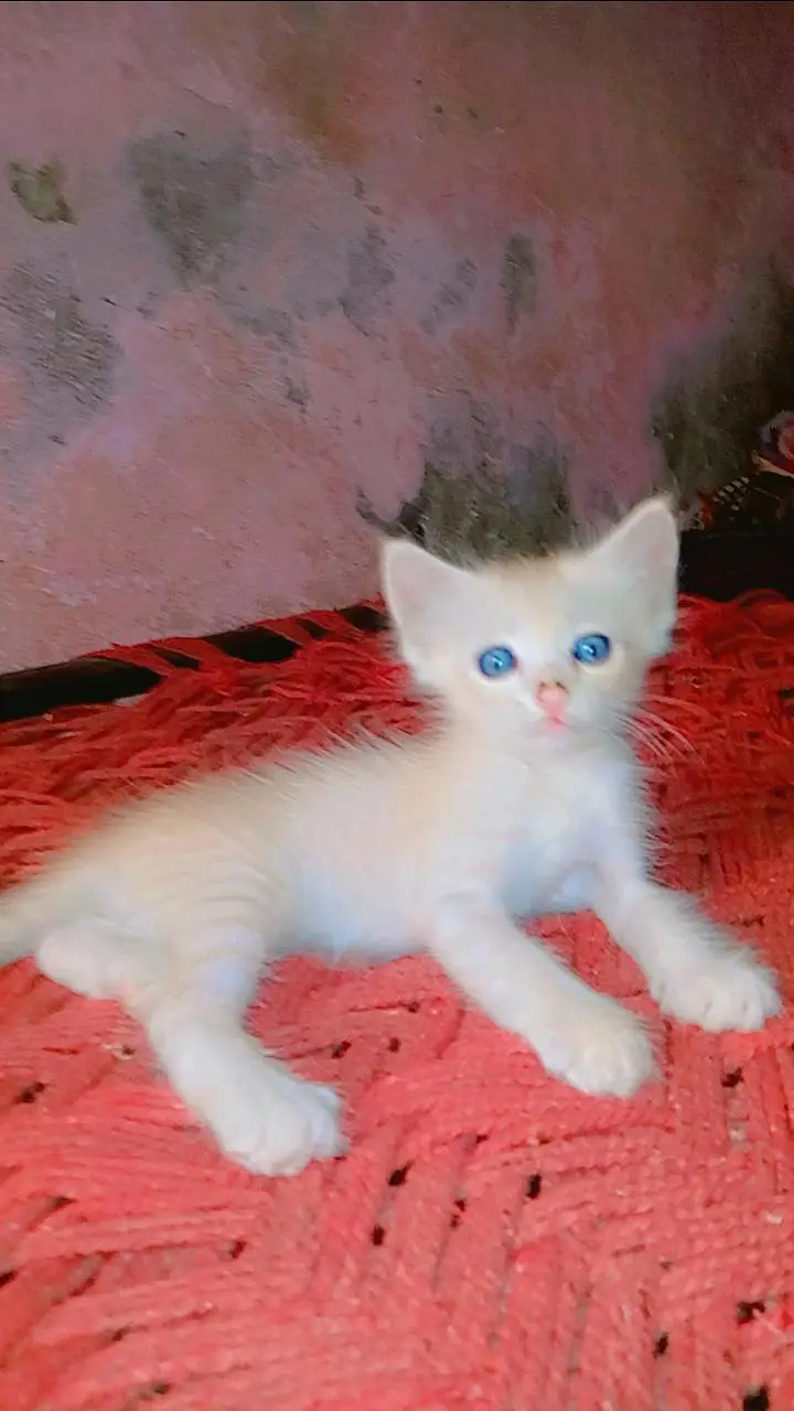 Persian