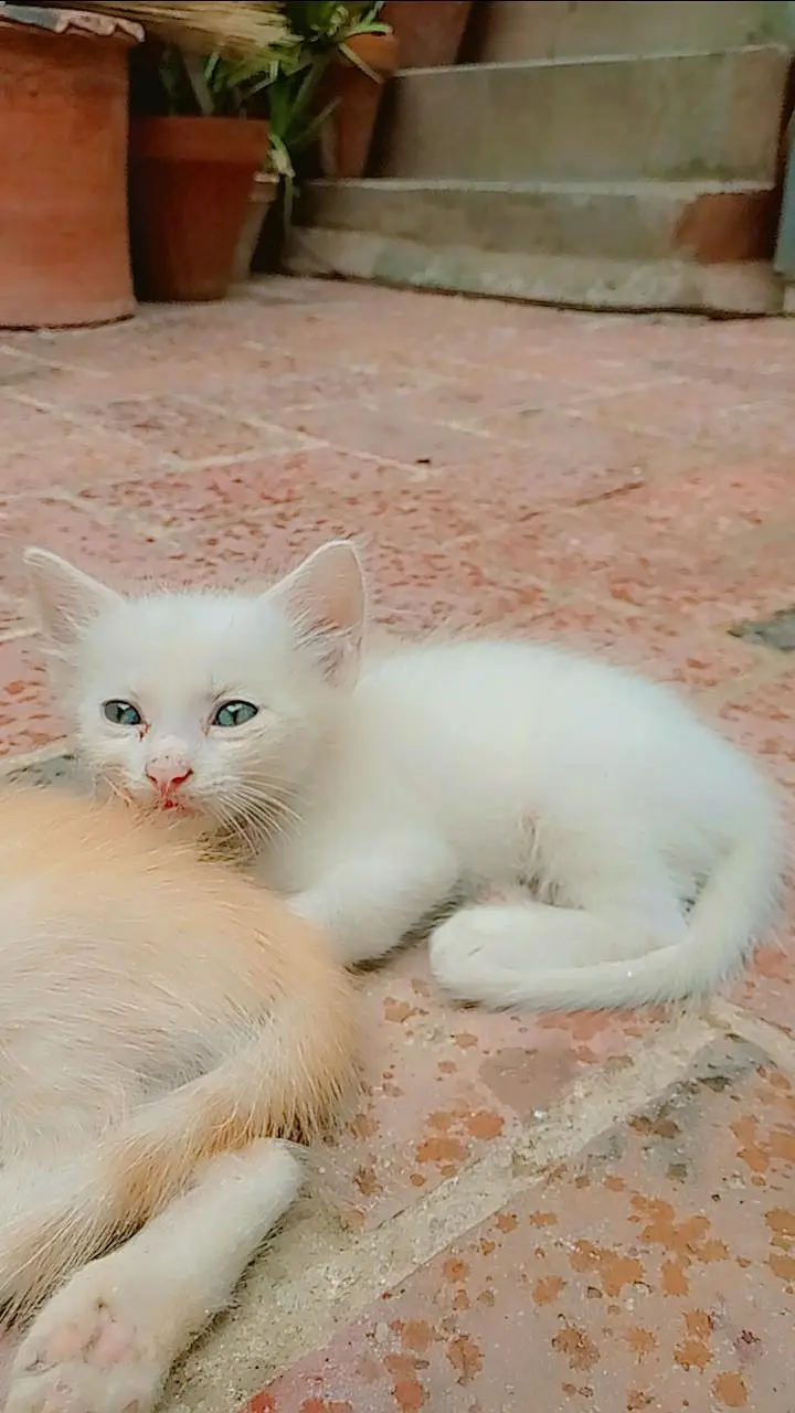 Persian — photo 2