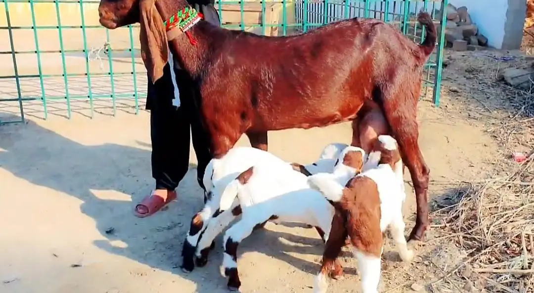 3 Bacchon Ka Sath Desi Bakri For Sale/ 03369794037 — photo 2