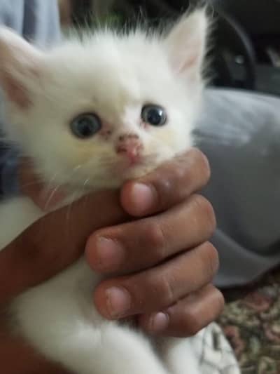 PERSIAN KITTEN FOR SALE RAWALPINDI RAWAT KALLAR SYEDAN