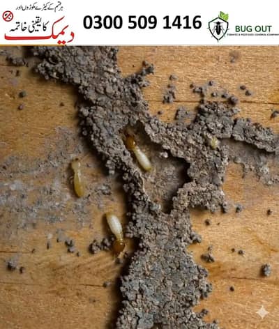 Termite, Pest & Deemak control Services , Dengue Spray,Pest Management