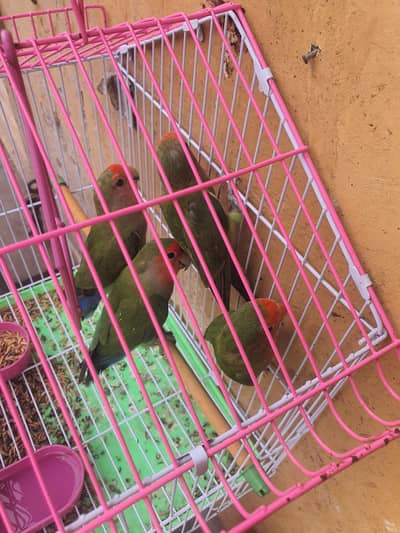 love bird
