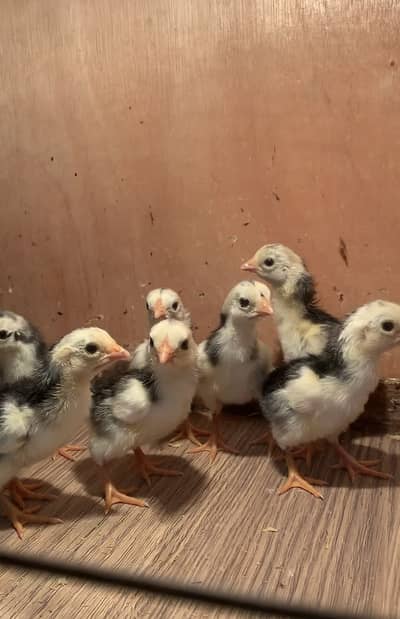 Top Quality Black shamo chicks