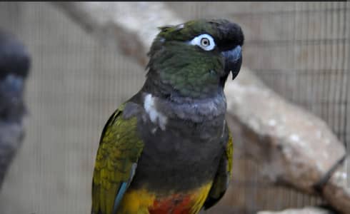 patagonian parrot 