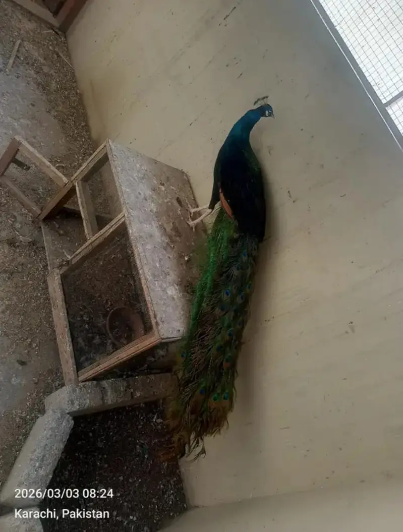 Peacocks for sale — photo 2