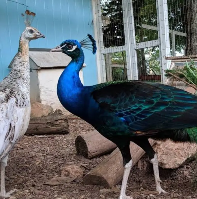 Peacocks for sale — photo 3
