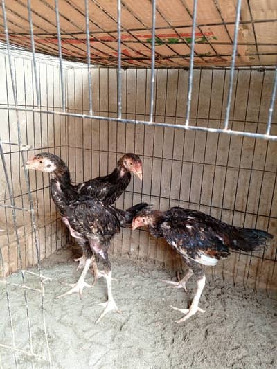 shamo cross chicks available