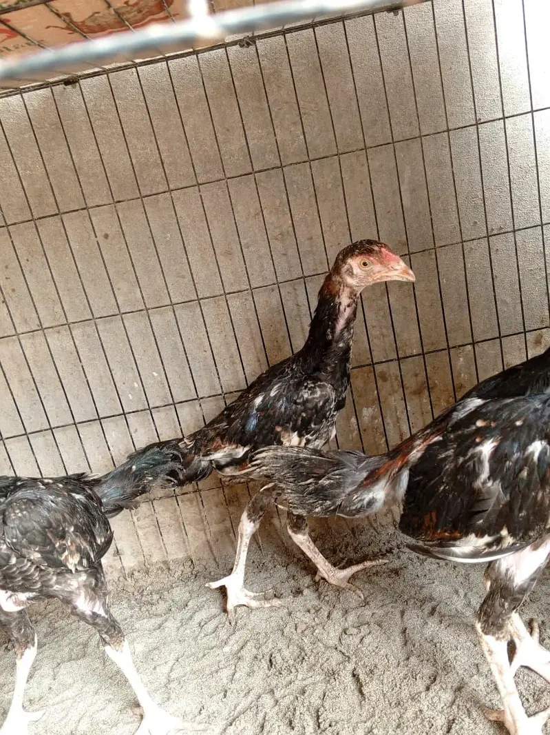 shamo cross chicks available — photo 2