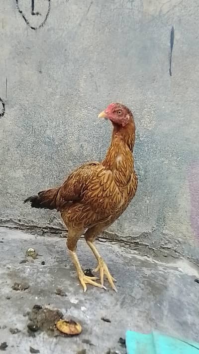 Desi Aseel Murgi/ Egg laying Hen