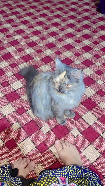Gray persian