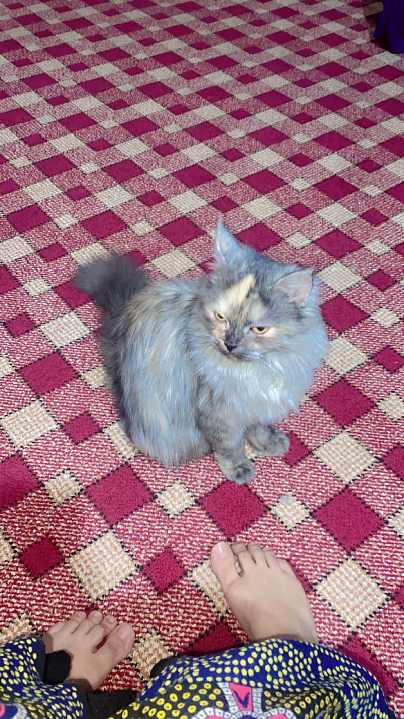Gray persian 0