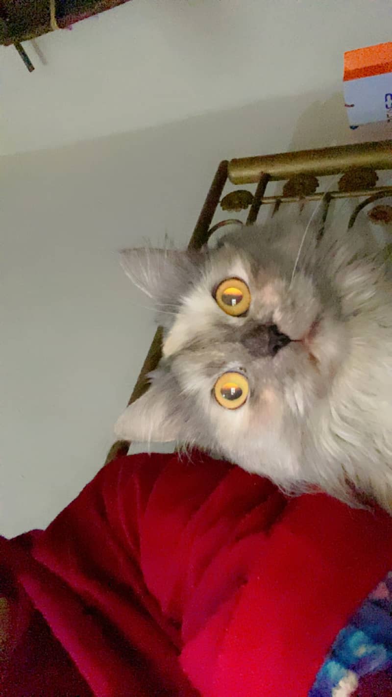 Gray persian 1