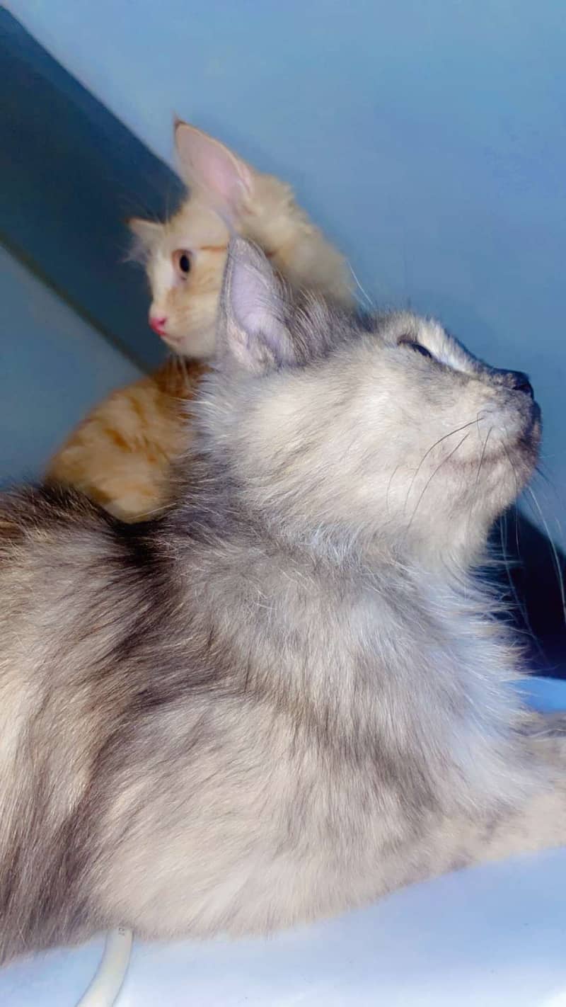 Gray persian 2