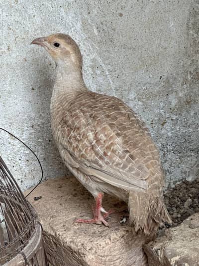 Silver slaita breeder male for sale