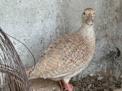 Silver slaita breeder male for sale