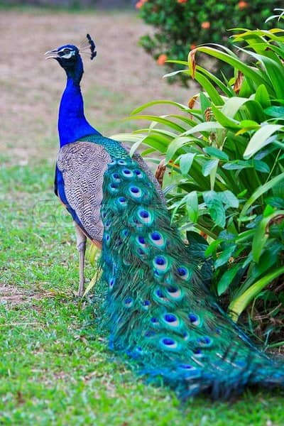 Pecock for sale