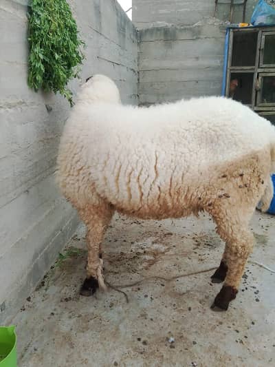 Mundra Dumba For Sale