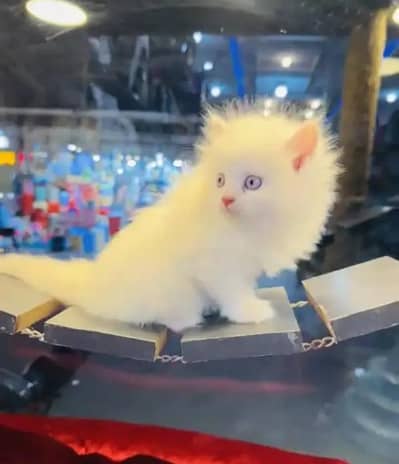 (Persian female kitten) (for sale all) (Pakistan delivery available)