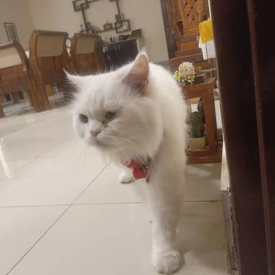 Persian cat for sale