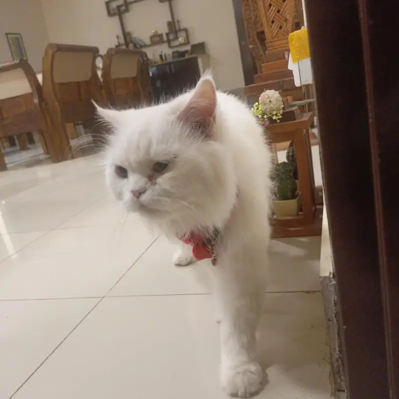 Persian cat for sale