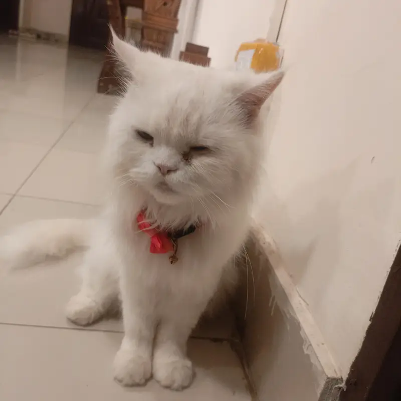 Persian cat for sale — photo 2