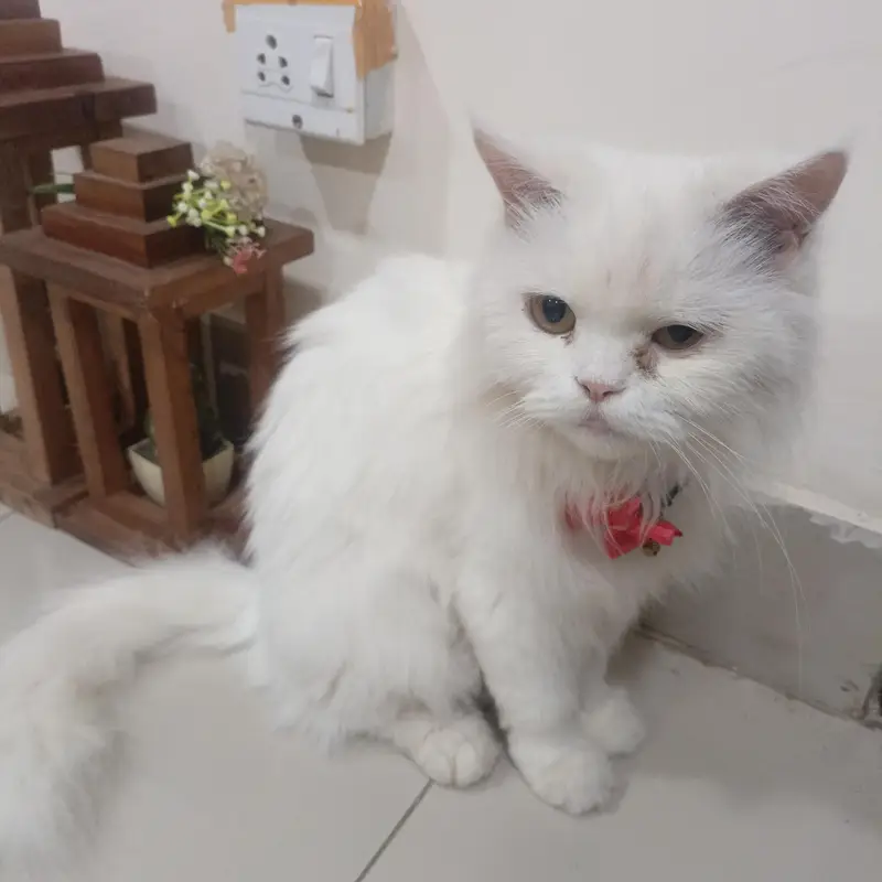 Persian cat for sale — photo 3