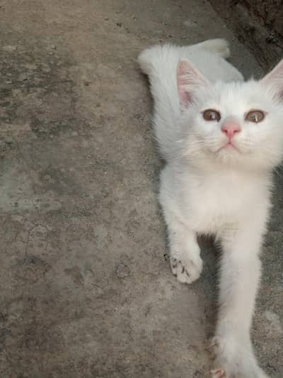 Persian kittens for urgent sale
