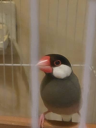 Tamed Jumbo size Java Finches