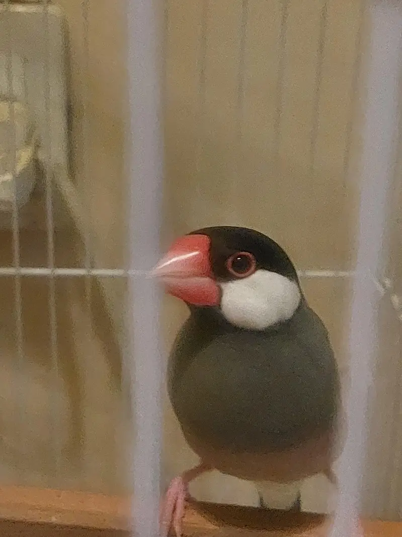 Tamed Jumbo size Java Finches
