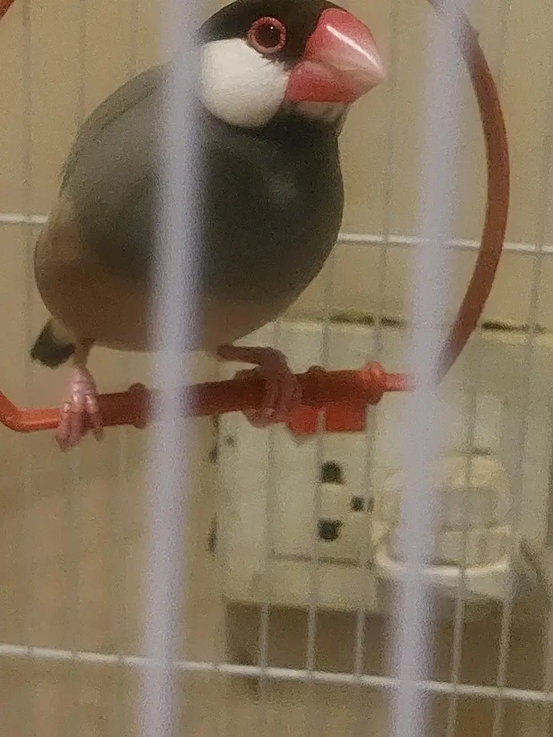 Tamed Jumbo size Java Finches — photo 2