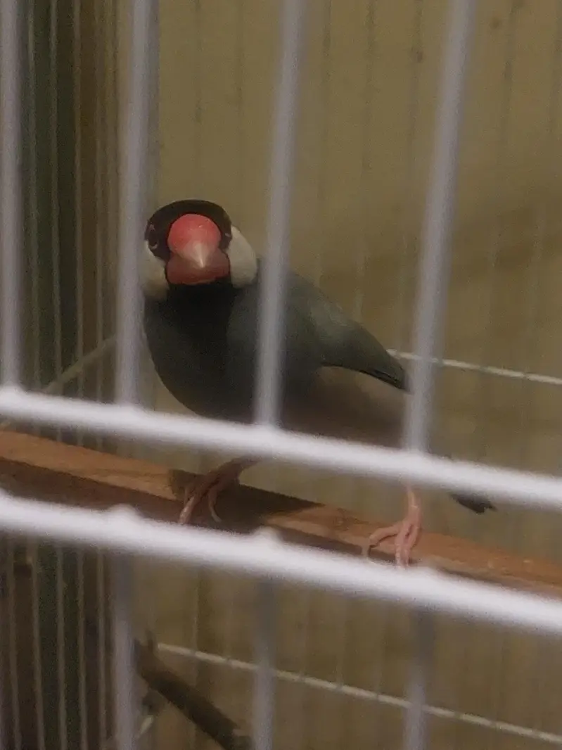 Tamed Jumbo size Java Finches — photo 5
