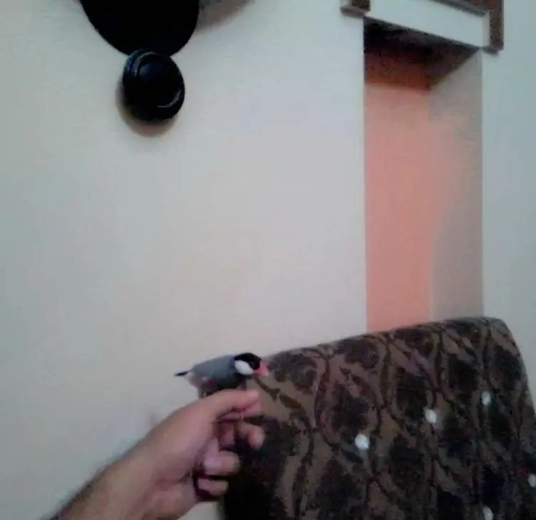 Tamed Jumbo size Java Finches — photo 8