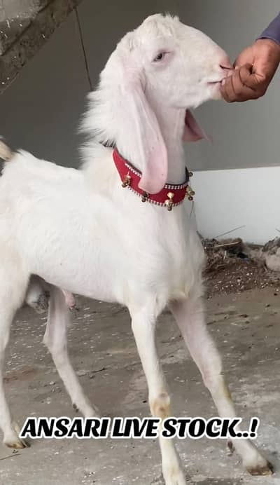 BAKRA GULABHI MUNDA  RATE FINAl READ DISCRIPTION FISRT