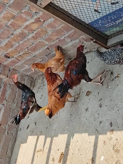 male 2 asal mianwali 3 female hens dasi hai