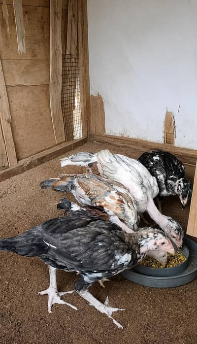 High Quality Aseel chicks
