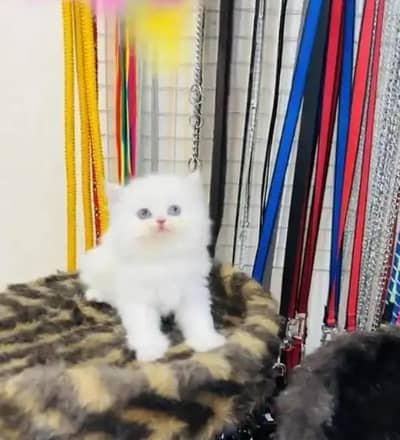 (Persian female kitten) (for sale all) (Pakistan delivery available)