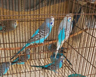 Australian pair/Budgies pair