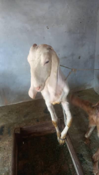 rajapuri bakri for sale