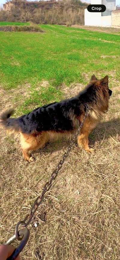 Pure Quality German Shepherd Long Coat Male - 1.5 Years Old