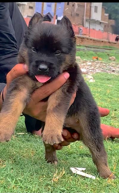 German Shepherd male dog for sale