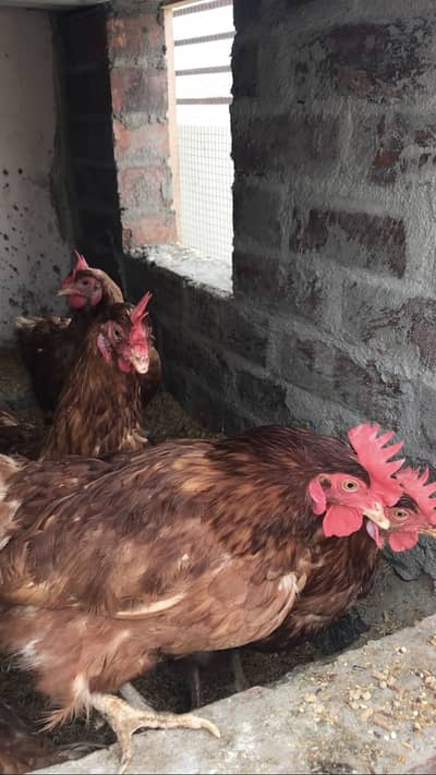 Lohman Brown Egg laying hens