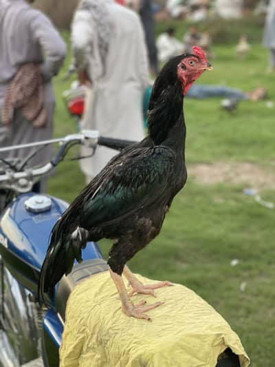 Aseel lassani Mushka murga