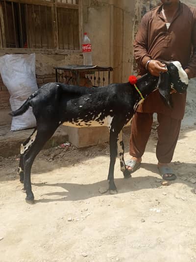 BLACK BEETAL 2 DANT PATH FOR SALE