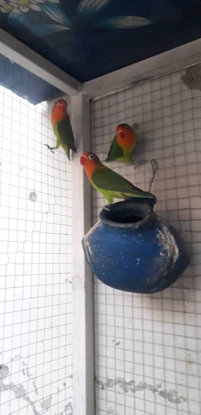 4Pcs Green Fishers