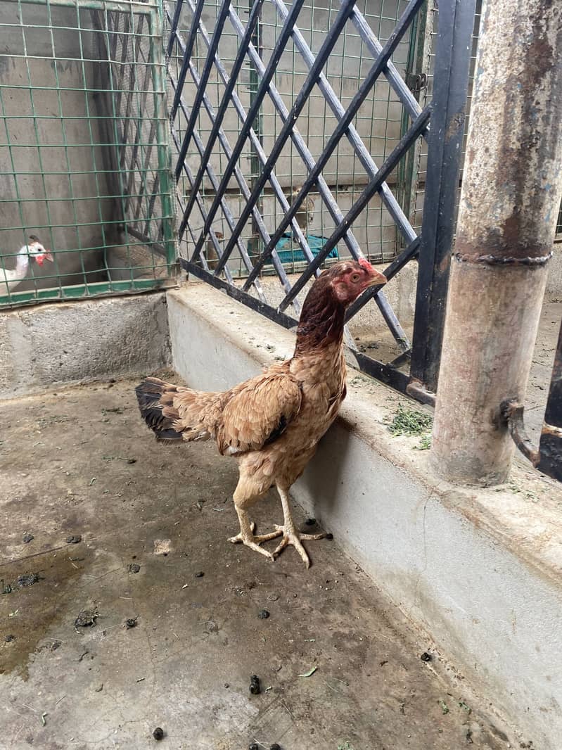 High quality Aseel female 2