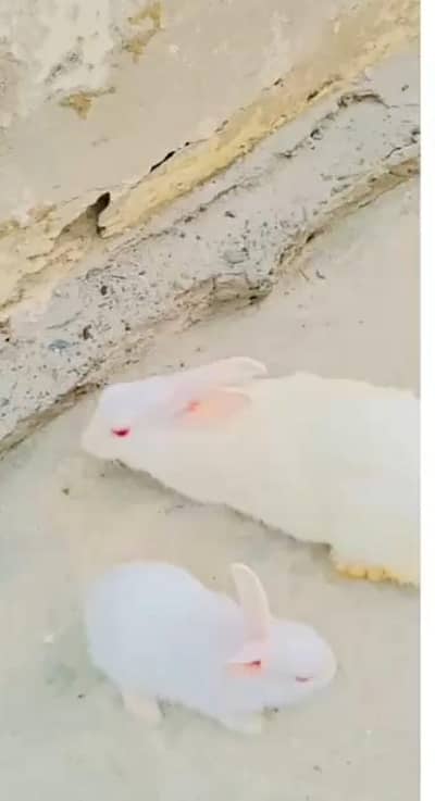 cute rabbits