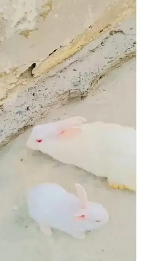 cute rabbits